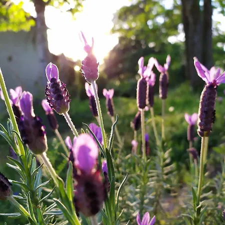アパート Les Des Beaux Chenes Mortagne-sur-Sèvre