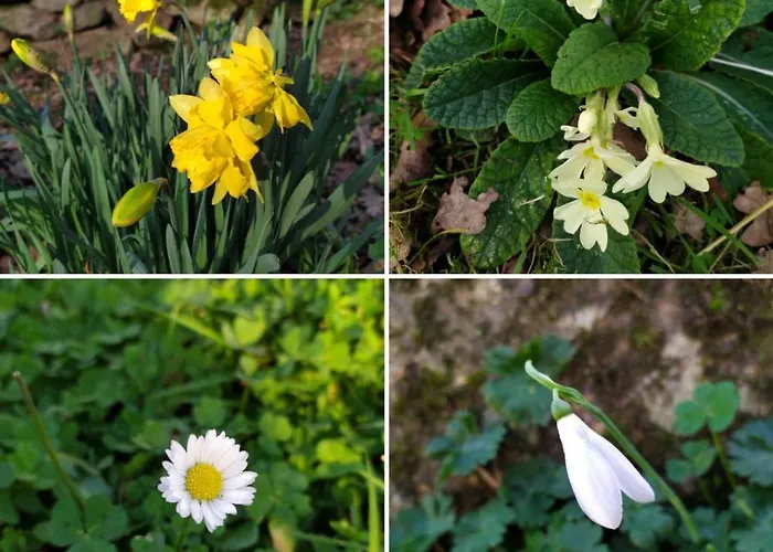 Les Des Beaux Chenes