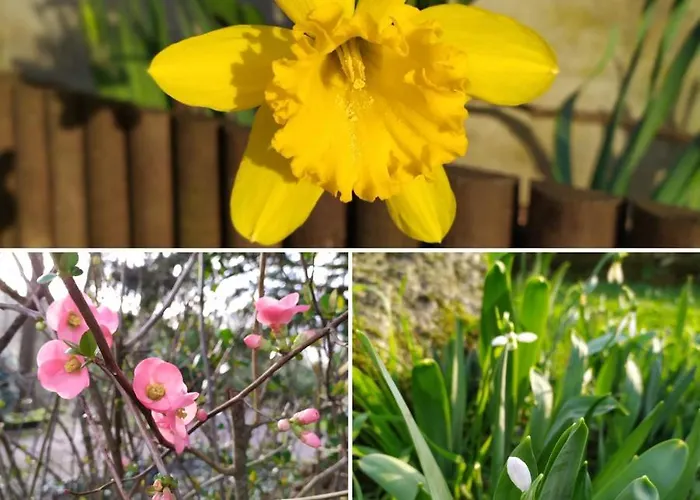 Les Des Beaux Chênes Appartement