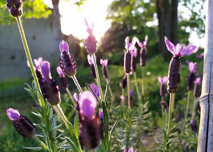 公寓 Les Des Beaux Chenes Mortagne-sur-Sevre